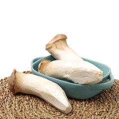 King oyster mushroom Pleurotus eryngii on white background 