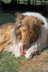 portrait of golden collie dog with a bone with raw meat carrying barf diet