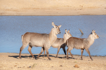Waterbuck with babies