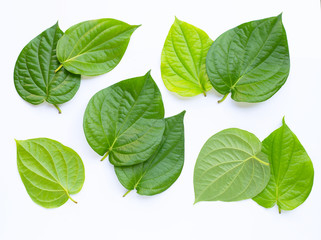 Green betel leaves, Fresh piper betle on white background.