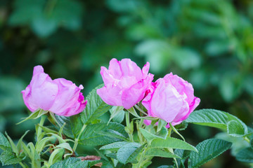 Beautiful wild roses flower in the garden