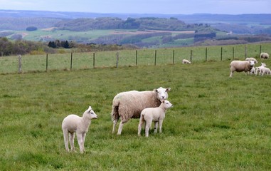 Fototapeta premium sheep and lambs in field, hills background