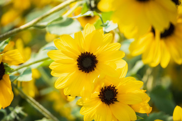 Yellow Sunflower blooming field natural background