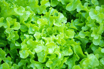 Fresh green Lettuce salad leaves background