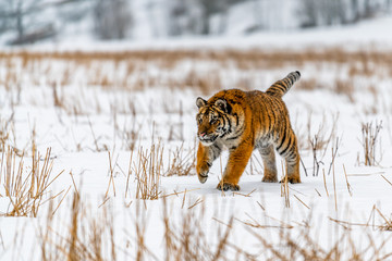 Obraz premium Siberian Tiger running in snow. Beautiful, dynamic and powerful photo of this majestic animal. Set in environment typical for this amazing animal. Birches and meadows