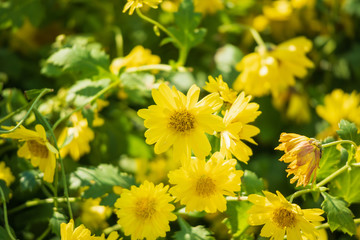 yellow chrysanthemum flower close up background