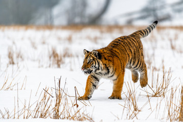 Siberian Tiger running in snow. Beautiful, dynamic and powerful photo of this majestic animal. Set in environment typical for this amazing animal. Birches and meadows