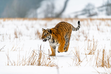 Siberian Tiger running in snow. Beautiful, dynamic and powerful photo of this majestic animal. Set in environment typical for this amazing animal. Birches and meadows