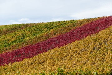 Weinlaub in herbstlichen Farben
