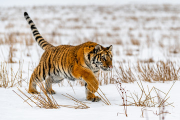 Siberian Tiger running in snow. Beautiful, dynamic and powerful photo of this majestic animal. Set in environment typical for this amazing animal. Birches and meadows