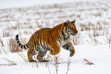 Siberian Tiger running in snow. Beautiful, dynamic and powerful photo of this majestic animal. Set in environment typical for this amazing animal. Birches and meadows