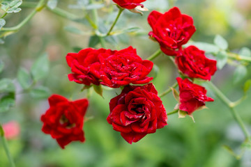 Beautiful red roses flower in the garden