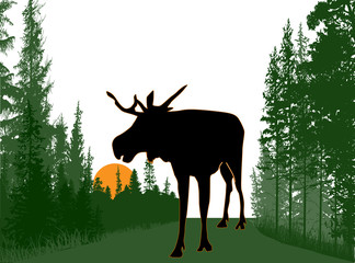 large moose silhouette in green fir forest