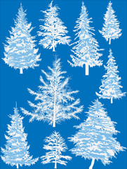 nine winter firs isolated on blue background