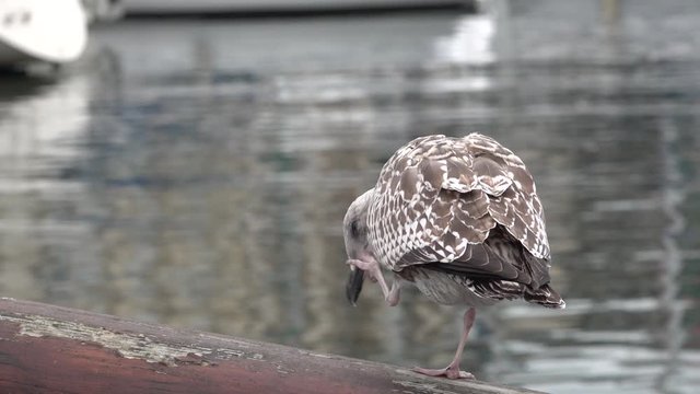 Young gray gull scratching its head while sitting on the wooden bowsprit of the yacht. Slow motion video