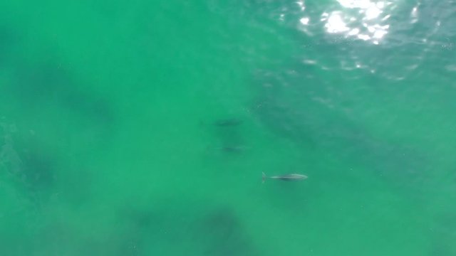 Dolphins at Malibu beach, drone footage