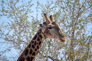 Old Giraffe Headshot