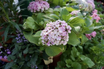 Glass house flower garden 