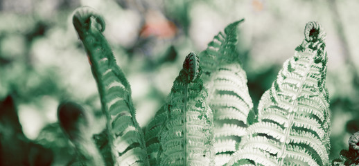Fern with green leaves on natural background. Green is the color of spring and hope. Texture backdrop. Wild nature jungles forest