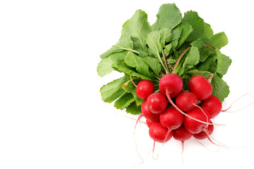 fresh radish bunch isolated on white background. top view