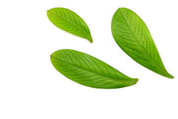 mango leaves isolated on white background. top view