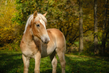 Fototapeta premium Young Haflinger horse on an autumn meadow