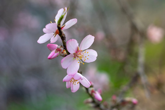 Close-up of almond tree blossom, pink and yellow white flower, early winter bloom, Jerusalem Forest.