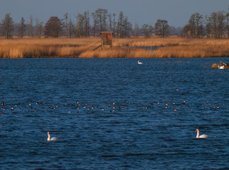 Early in the morning on the Peene river near the Baltic Sea.