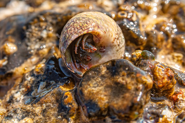 Hermit crab with seashell macro photo
