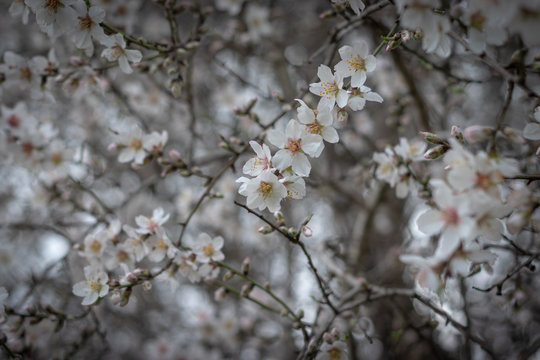 Lots of almond tree flowers, gorgeous pink and white blossoms, small flower background. The Jerusalem Forest.