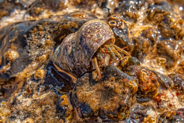Hermit crab with seashell macro photo