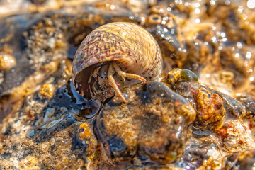 Hermit crab with seashell macro photo