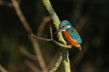 A pretty female Kingfisher, Alcedo atthis, perching on a branch. It has been diving into the river catching fish.
