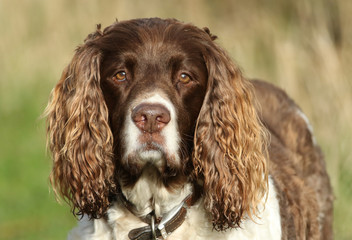 A head shot of a cute English Springer Spaniel Dog, Canis lupus familiaris,.