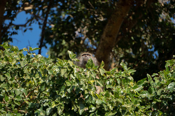 Baboon on Lookout