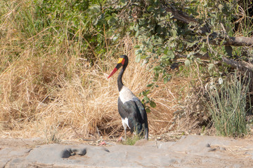 Saddle Billed Stork