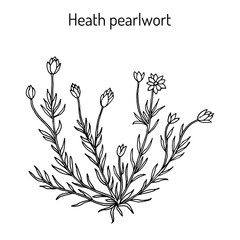 Heath pearlwort sagina subulata , or irish-moss, medicinal plant - obrazy, fototapety, plakaty