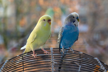 Two parrot sitting on the cage at the window. Birds