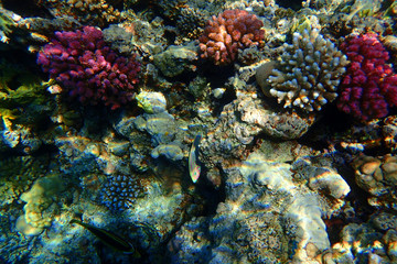 Plakat coral reef in Red Sea