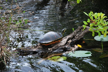 Turtle in Everglades National Park, Florida