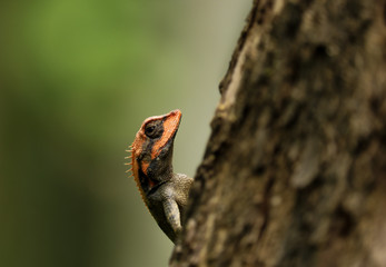 The wild chameleon on the branch of the tree