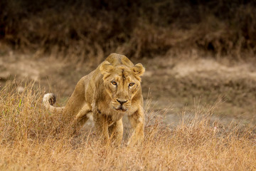 lioness with cub