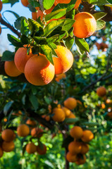 Harvest time: tarocco oranges on tree against a blue sky during picking season in Sicily