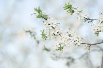 White flowers on a tree close-up during spring bloom. Plum garden in the spring.