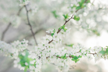 Bright white flowers of the plum tree in the spring in warm weather. Signs of a big crop of the year.