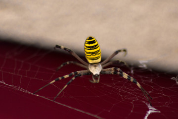 araignée jaune et noire