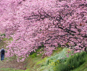 河津桜と赤い橋