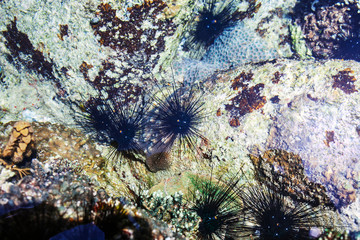 Black Sea urchins on rock. Diadema setosum long-spined
