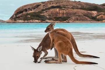 Fotobehang Cape Le Grand National Park, West-Australië kangoeroe op het strand