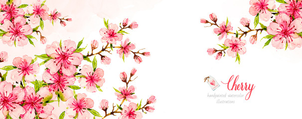 Blooming cherry flowers. Sakura branches. Botanical watercolor hand drawn illustration. Cherry blossom.